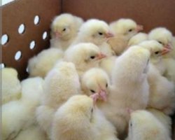 فروش جوجه گوشتی راس ۳۰۸