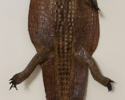 عکس پوست کروکدیل