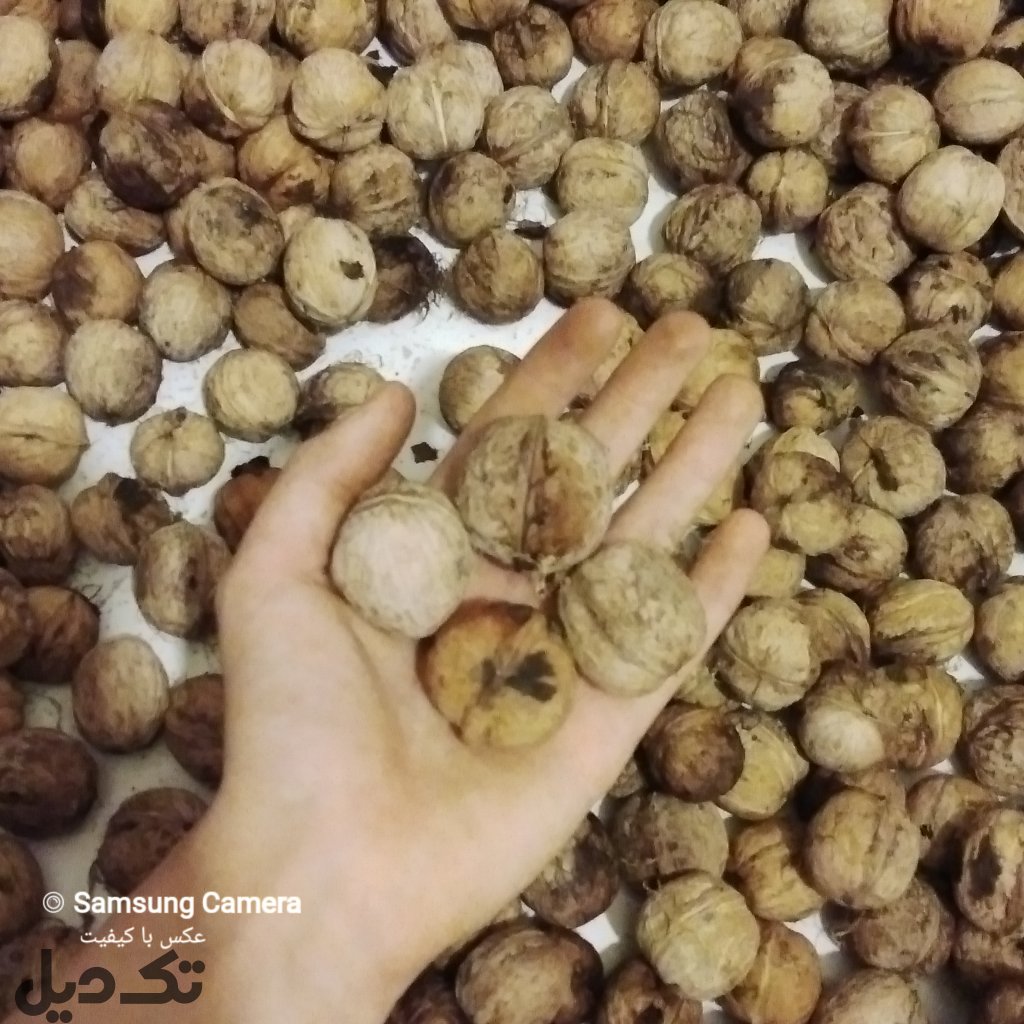 گردو اصل تویسرکان