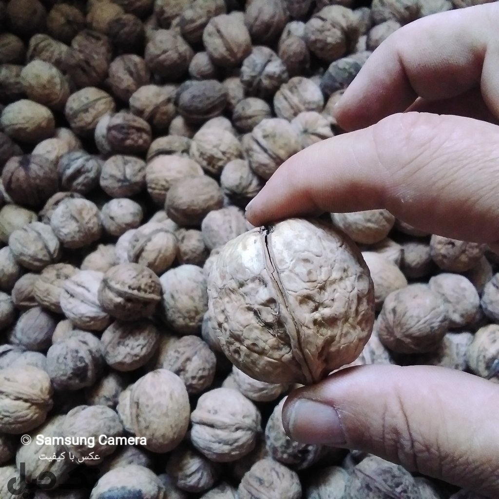 گردو اصل تویسرکان
