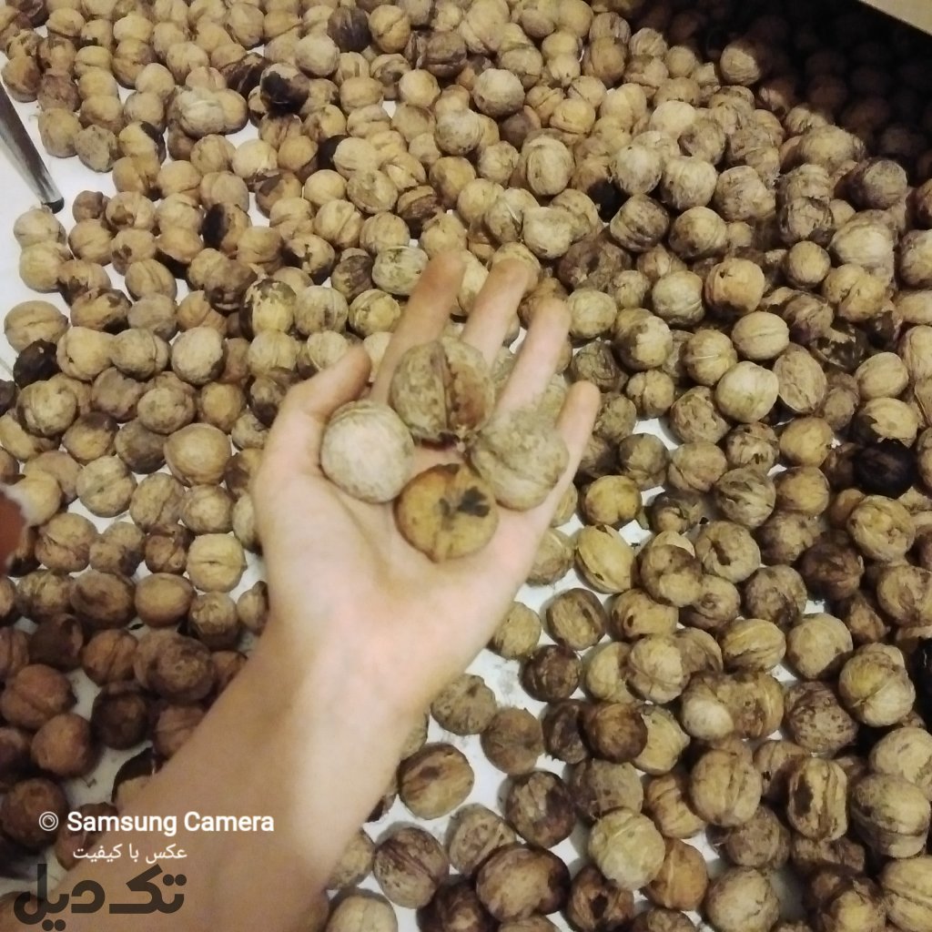 گردو اصل تویسرکان