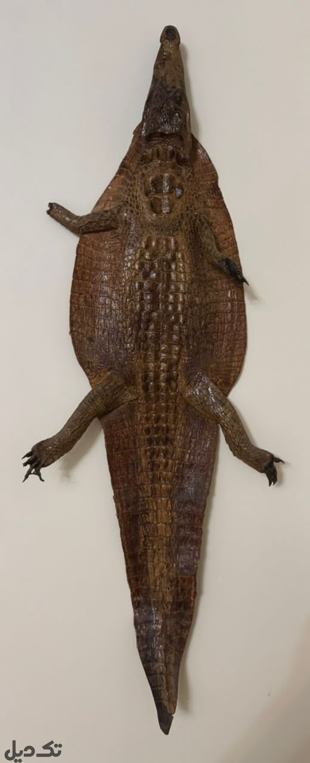 پوست کروکدیل