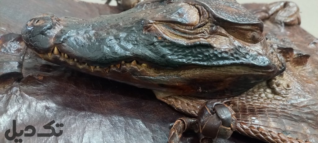 کیف کروکدیل