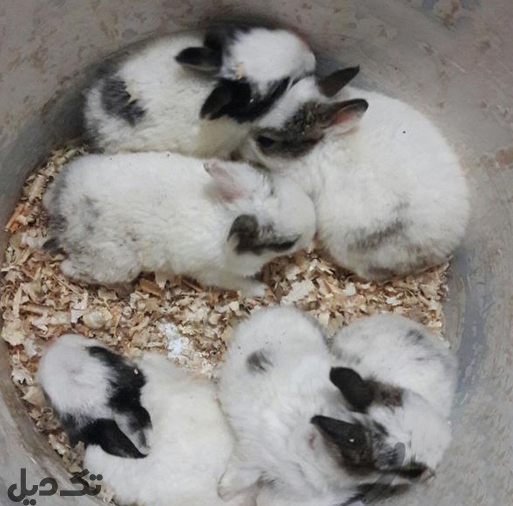 بچه خرگوش خونگی