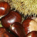 فروشگاه شاه بلوط